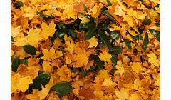 Listí na podzim - hrabat nebo nehrabat?
